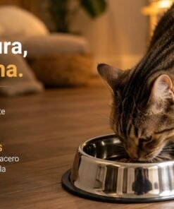 Plato Comedero en Acero Inox 17 d x 6 cm
